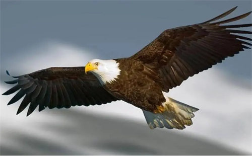 雄鸟未能击败老鹰，留下遗憾